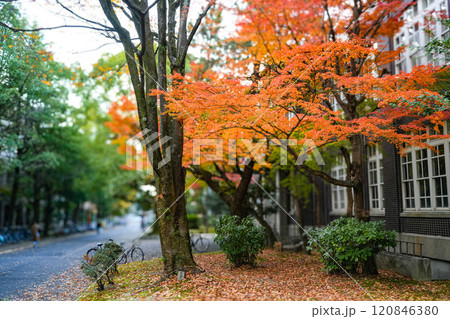 紅葉 京都大学 紅葉 京都大学 120846380