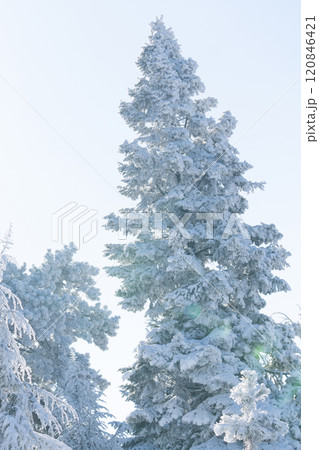 Snow covered trees. Winter forest 120846421