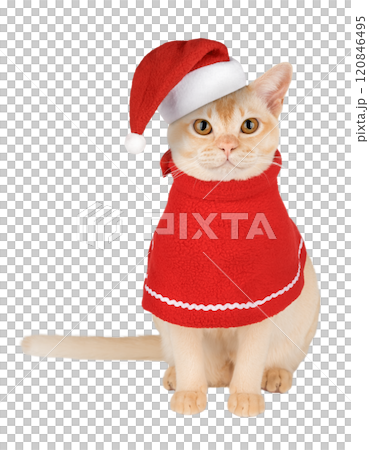 Adorable Burmese kitten in Santa hat. 120846495