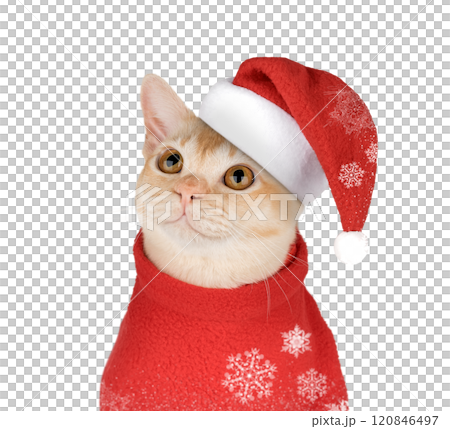 Adorable Burmese kitten in Santa hat. 120846497
