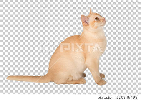 Adorable cream kitten of Burmese breed on transparent background. 120846498