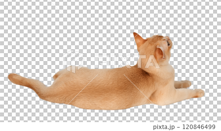 Adorable cream kitten of Burmese breed on transparent background. Adorable cream kitten of Burmese breed on transparent background. 120846499