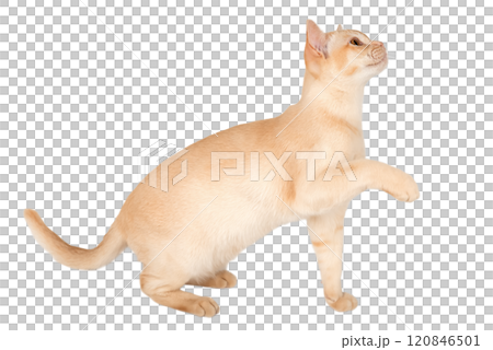 Adorable cream kitten of Burmese breed on transparent background. Adorable cream kitten of Burmese breed on transparent background. 120846501