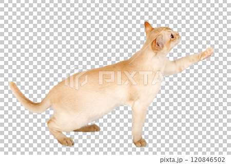 Adorable cream kitten of Burmese breed on transparent background. 120846502