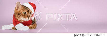 Adorable Bengal cat in Santa hat. Adorable Bengal cat in Santa hat. 120846759