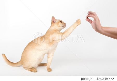 Burmese cat and human hand with treat on white background. 120846772