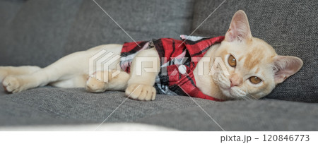 Burmese kitten in a checkered shirt resting on the sofa at home. 120846773