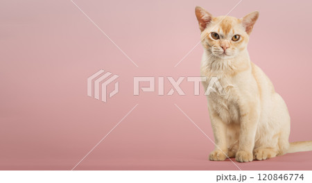 Cream Burmese cat on a colored background. 120846774