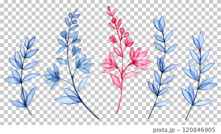 watercolor illustration, set of transparent wildflowers, x-ray. elegant pink and blue print watercolor illustration, set of transparent wildflowers, x-ray. elegant pink and blue print 120846905