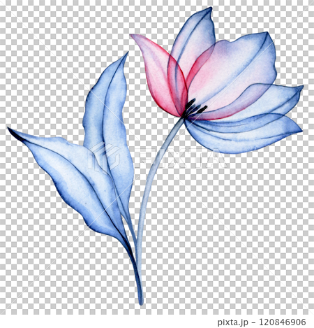 watercolor illustration, transparent tulip flower, x-ray. elegant pink and blue color illustration 120846906