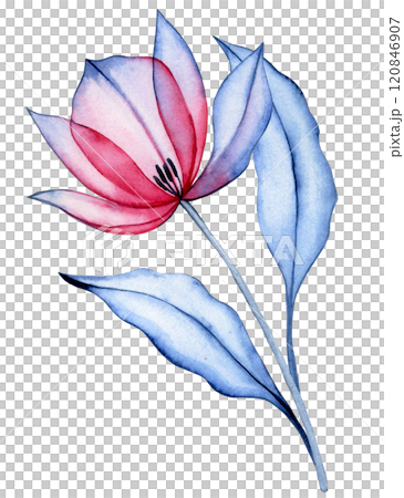 watercolor illustration, transparent tulip flower, x-ray. elegant pink and blue color illustration watercolor illustration, transparent tulip flower, x-ray. elegant pink and blue color illustration 120846907