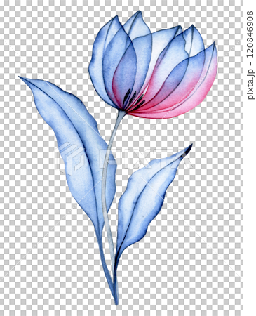 watercolor illustration, transparent tulip flower, x-ray. elegant pink and blue color illustration watercolor illustration, transparent tulip flower, x-ray. elegant pink and blue color illustration 120846908