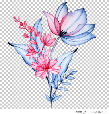 watercolor illustration, bouquet of transparent tulippan flowers, x-ray. elegant watercolor illustration in pink and blue 120846909