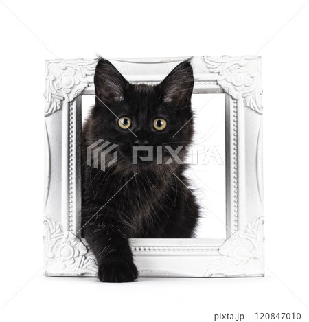Black cat on white background Black cat on white background 120847010