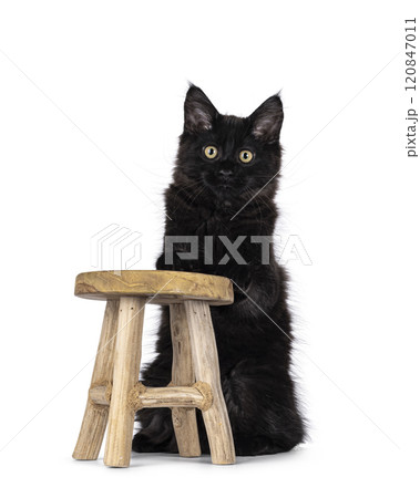 Black cat on white background 120847011