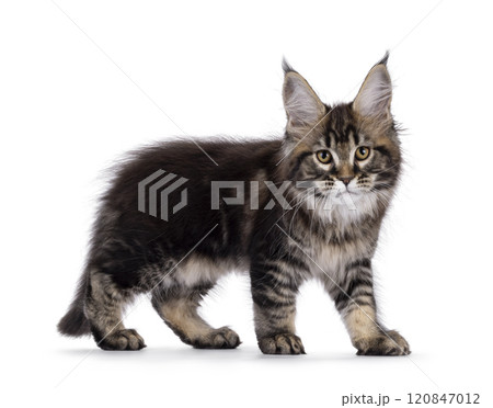 Maine Coon cat kitten on white background Maine Coon cat kitten on white background 120847012