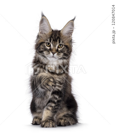 Maine Coon cat kitten on white background 120847014