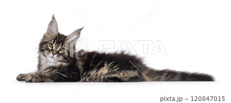 Maine Coon cat kitten on white background Maine Coon cat kitten on white background 120847015