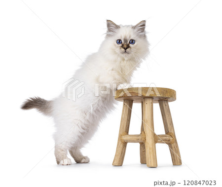 Sacred Birman cat kitten on white background Sacred Birman cat kitten on white background 120847023