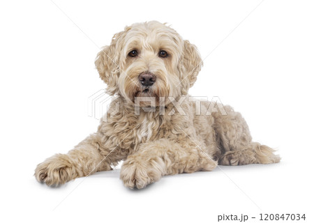 Labradoodle dog on white background Labradoodle dog on white background 120847034