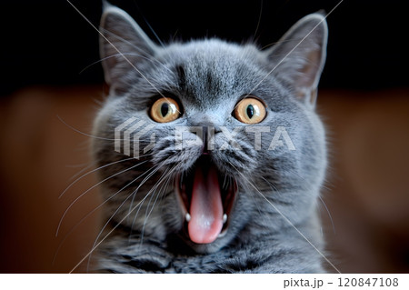 Wide-Eyed Surprise: Expressive Gray Cat with Open Mouth and Bright Eyes Generative AI 120847108
