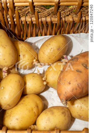 Group of potatoes inside a wicker basket 120847240