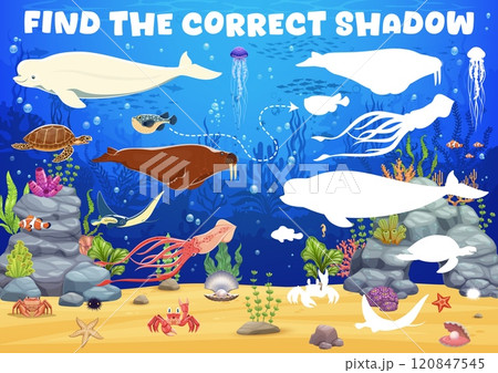 Kids game to find correct shadow of sea animals in underwater, vector quiz worksheet. Puzzle game to find and match same shadow of cartoon funny undersea fish, dolphin and squid with turtle in ocean 120847545