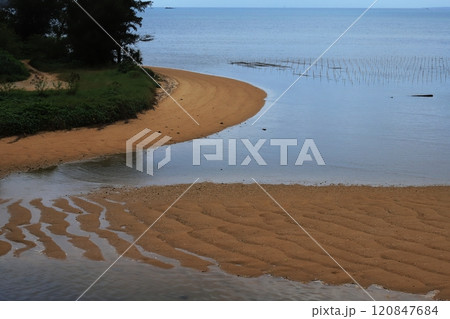 石垣島　名蔵アンパルのマングローブ 120847684