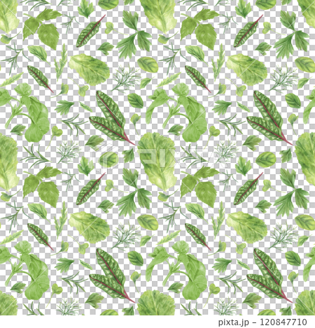 Watercolor fresh microgreen leaves seamless pattern isolated background. Basil, oregano, lettuce salad leaf, chard beet, rosemary, dill, parsley, herbs hand painting illustration for kitchen textile. 120847710