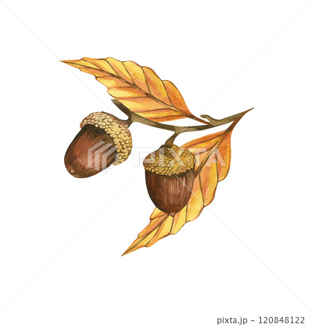 Acorns on branches with yellow and orange leaves, all objects are hand-drawn with watercolors on a white background. Watercolor illustration. Suitable for postcards, invitations, for design. Acorns on branches with yellow and orange leaves, all objects are hand-drawn with watercolors on a white background. Watercolor illustration. Suitable for postcards, invitations, for design. 120848122