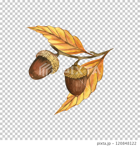 Acorns on branches with yellow and orange leaves, all objects are hand-drawn with watercolors on a white background. Watercolor illustration. Suitable for postcards, invitations, for design. Acorns on branches with yellow and orange leaves, all objects are hand-drawn with watercolors on a white background. Watercolor illustration. Suitable for postcards, invitations, for design. 120848122