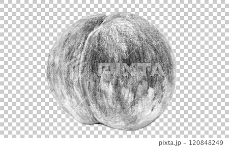 鉛筆で描いた桃のイラスト 120848249
