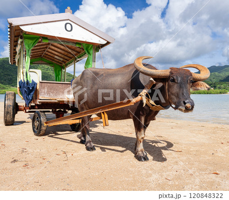 Water buffalo cart on Yubu Island, Okinawa, Japan 120848322