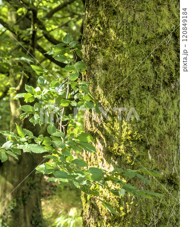 moss covered tree moss covered tree 120849184