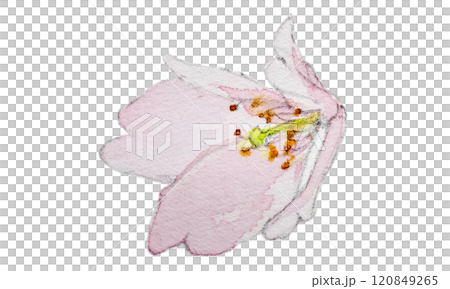 水彩で描いたピンクの桜の花 水彩で描いたピンクの桜の花 120849265
