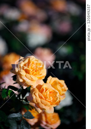 Closeup nature view of roses in garden. Closeup nature view of roses in garden. 120849287