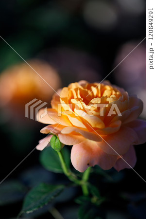 Closeup nature view of roses in garden. 120849291