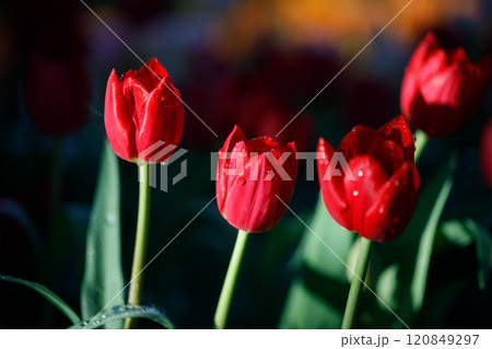 colorful tulips flowering in the garden colorful tulips flowering in the garden 120849297
