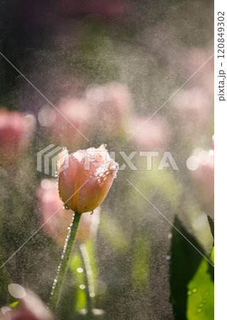 colorful tulips flowering in the garden 120849302