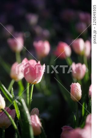 colorful tulips flowering in the garden 120849305