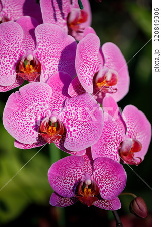 Closeup nature view of Orchids flowers in garden. 120849306
