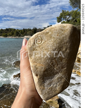 An ancient Ammonoidea Ammonite naturally imprinted on a stone on the beach of Rovinj, Croatia 120849325