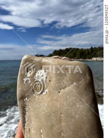 An ancient Ammonoidea Ammonite naturally imprinted on a stone on the beach of Rovinj, Croatia 120849327