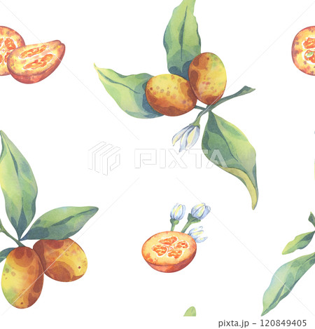 Qumquat seamless pattern. Watercolor botanical illustration of ripe fruit. Colorful citrus with green leaves for design. Hand painted fruit for printing on cards, textile, fabric, gift paper Qumquat seamless pattern. Watercolor botanical illustration of ripe fruit. Colorful citrus with green leaves for design. Hand painted fruit for printing on cards, textile, fabric, gift paper 120849405