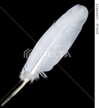 Small White Bird Feather on a Black Background Small White Bird Feather on a Black Background 120849618