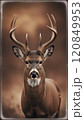 こちらをじっと見つめる鹿 120849953