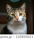 見つめる猫 120850021