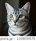 まん丸なお目々のネコ 120850076
