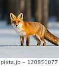 冬の森で出会ったキタキツネ 120850077