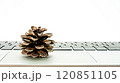 Object placed on laptop keyboard creates a contrast between nature and technology 120851105